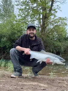 A beautiful spinner-caught Three Rivers Summer Steelhead