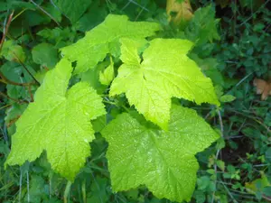 I foraged this wild thimbleberry plant near the Oregon coast
