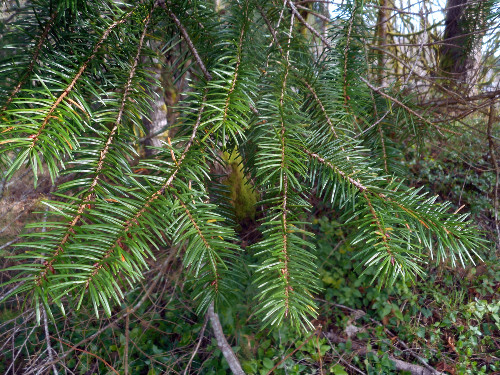Fur tree needles I use to make my homemade wild edible tea