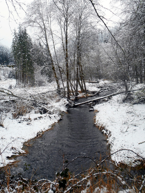Winter snow wonderland on upper Three Rivers near Hebo, Oregon