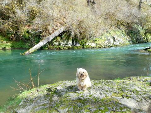 Tranquil Little Nestucca River