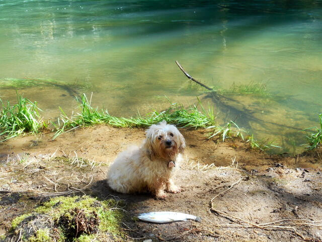 My Dog with our freshly caught Little Nestucca River trout