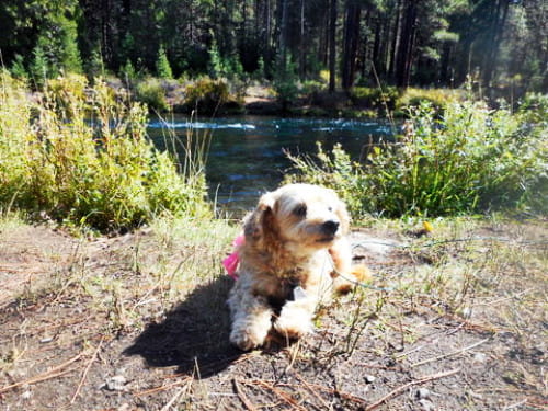 My dog is next to our favorite steelhead spinner stream