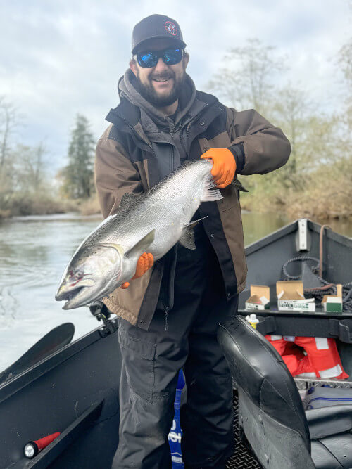 A beautiful Nestucca River Fall Chinnook Salmon