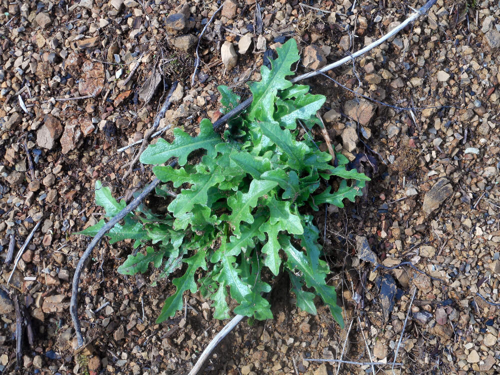 Dandelion wild edibles I'm going to harvest in the Hebo coast range hills