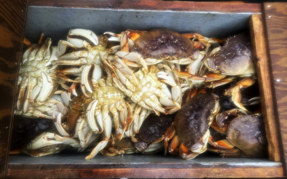 Hebo Sporting Goods Guide displays his catch of Cape Kiawanda crab