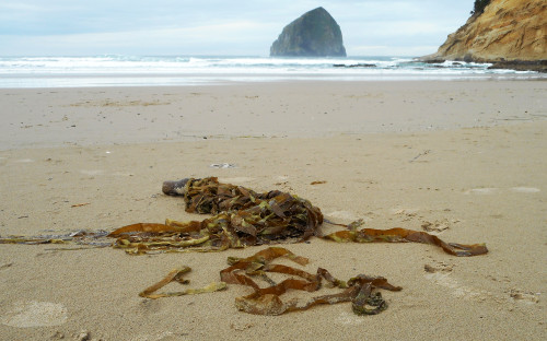 Foraging for seaweed at Cape Kiwanda