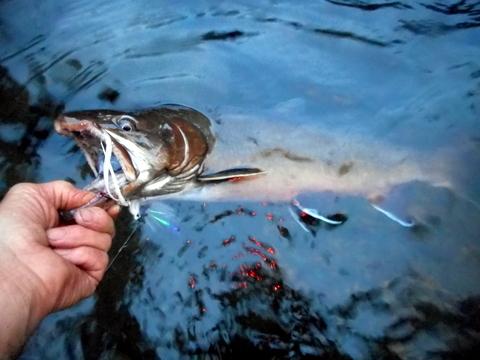 Fly-caught big Central Oregon trout