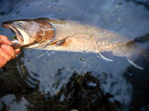 Fly-caught big Central Oregon trout