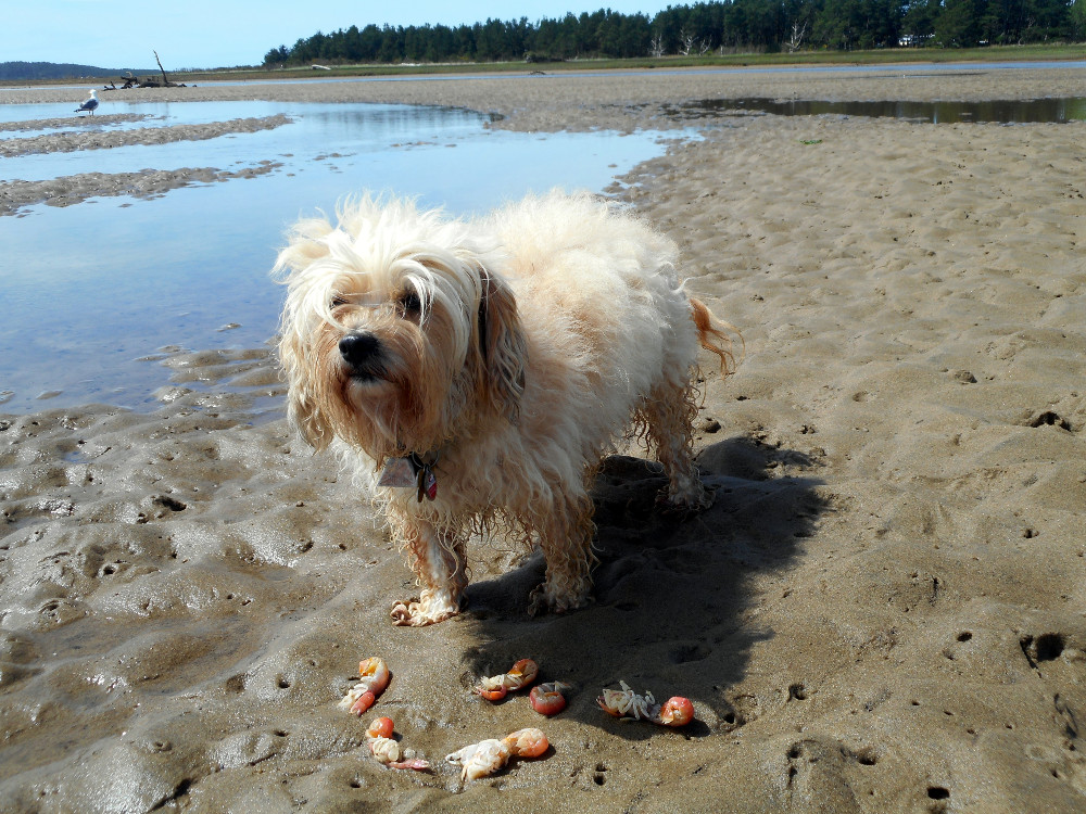 Fresh-pumped sand shrimp