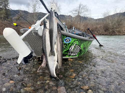 Fresh caught Nestucca River Winter Steelhead