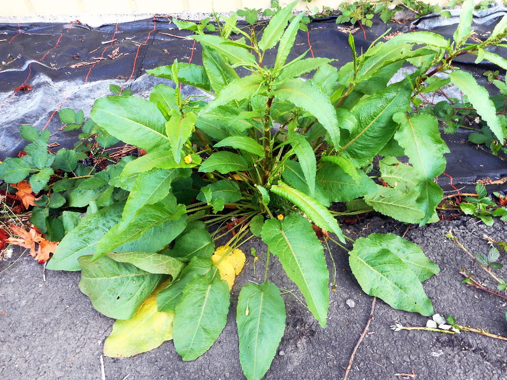 I harvested this broadleaf dock in October!