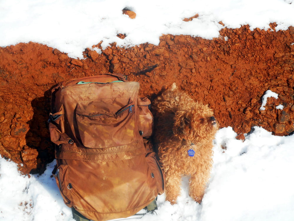 My dog with our foraging gear in the snow