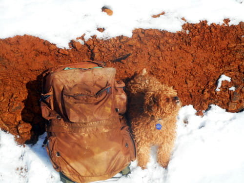 My dog with our foraging gear in the snow
