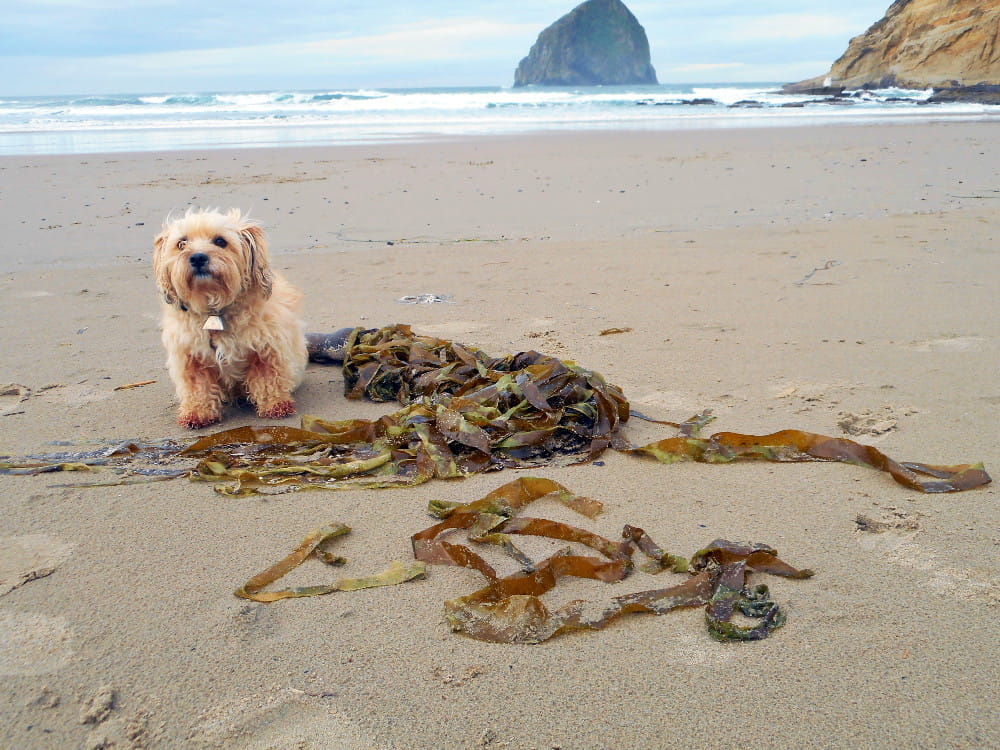 My dog and I foraged this wild edible seaweed at the Oregon Coast