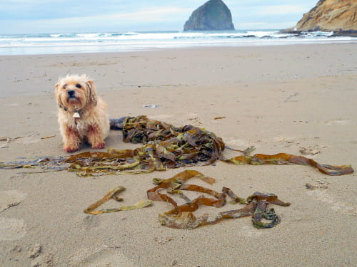 My dog and I foraged this wild edible seaweed at the Oregon Coast