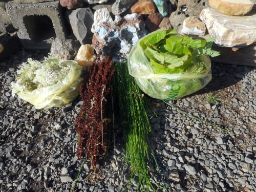I foraged these thimbleberry leaves, dockweed seeds and wld pea stems