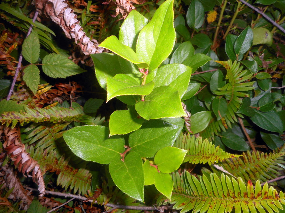 A picture of salal growing along our hiking trail