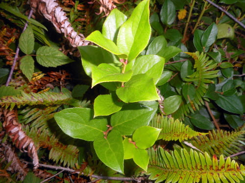 A picture of salal growing along our hiking trail