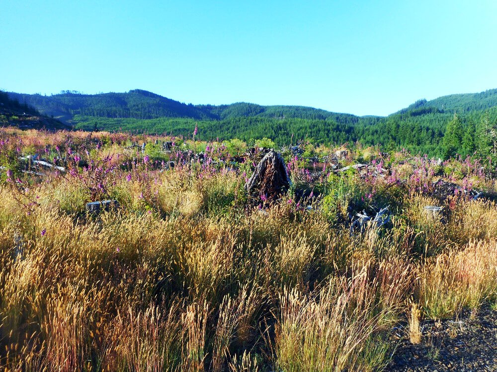 Our beautiful Oregon foothills foraging country!