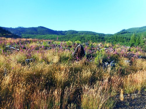 Our beautiful Oregon foothills foraging country!