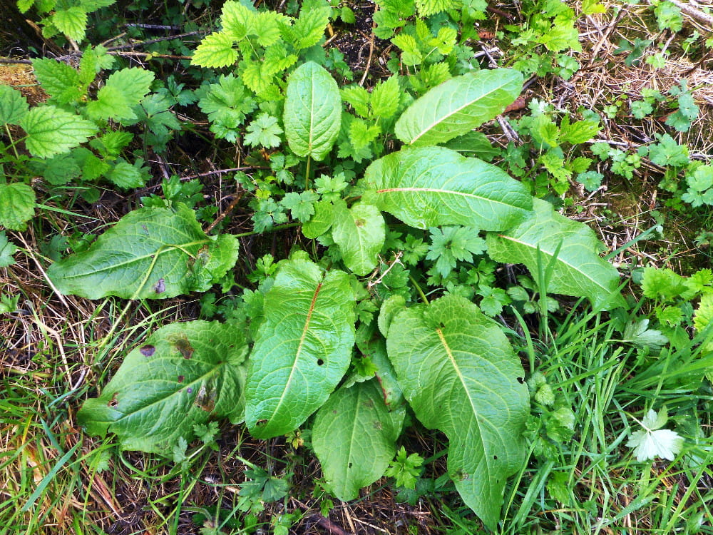 I harvested multiple times from this broadleaf dock plant throughout the summer and fall