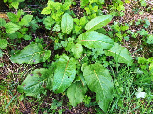 I harvested multiple times from this broadleaf dock plant throughout the summer and fall
