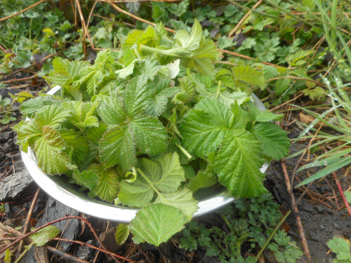 Freshly picked wild edible blackberry leaves