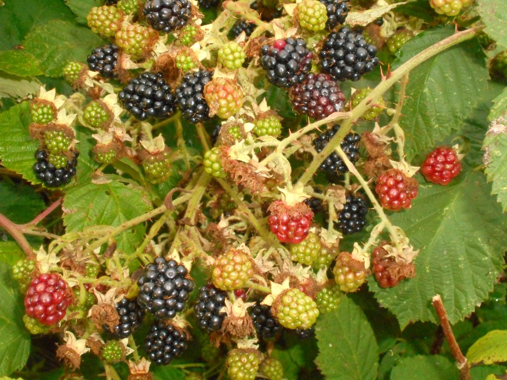 I harvest blackberries and the leaves from this local briar patch
