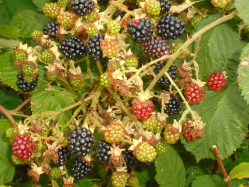 I harvest blackberries and the leaves from this local briar patch