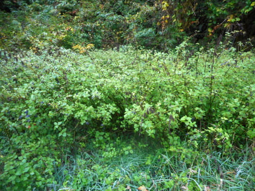 A patch of wild stinging nettles on private land